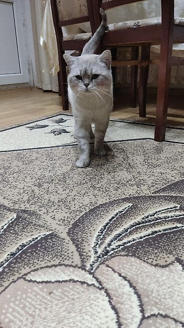 siyamski pişik: Şotland — 7