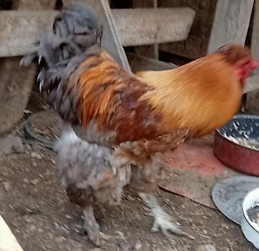 coban iti satisi: Xoruz, Brama, il: 1 — 6