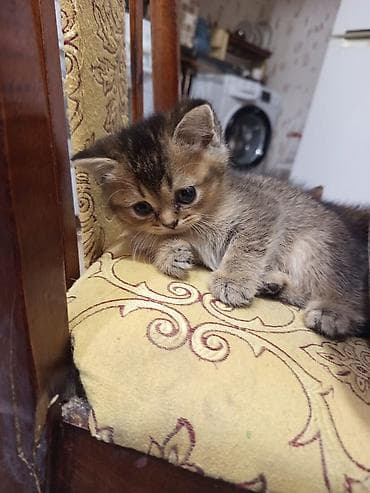 şinşilla: Tabbi — 4