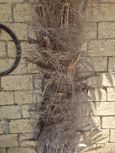 toxuma guller: Satılır: dekorativ palma ağacı (Trachycarpus fortunei – külək palma) — 3