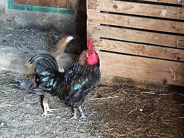 xoruz satisi: - Fotoşəkillərdə real nümunələr verilib; müxtəlif rəng və ölçülərdə — 2