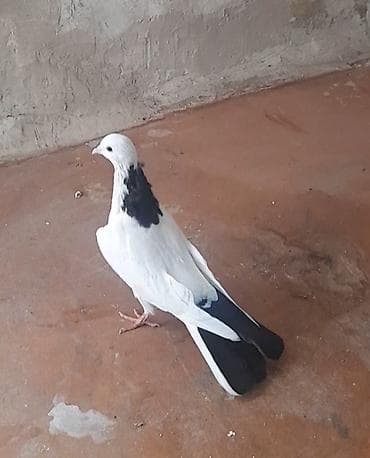 Göyərçinlər: 13 tuk erkeydi tuleydedi — 7