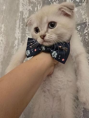 pişik pers: Şotland — 4