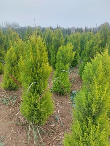 oğlan şəkili: Məhsul: Gül kolları (qızılgül) Təsvir: - Şəkillərdə müxtəlif rəng və — 9