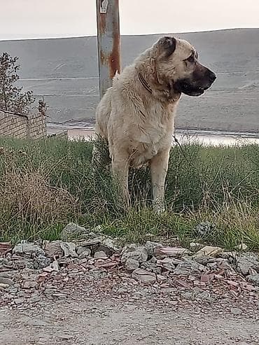 Kanqal, Peyvəndli