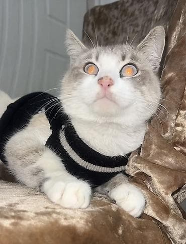 Heyvanlar üçün mallar: Şinşilla, Erkək — 5