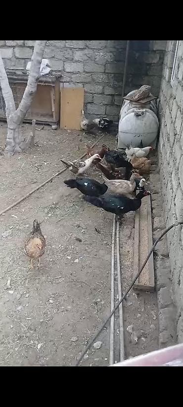 it yemi satilir: Erkək ( 1 lavanda 1 zümrüdü 1 yerli) dişi ( 3 krasnadar 1 yerli) — 2