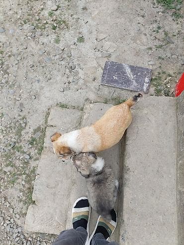 it evlerinin satisi: Zvonok — 1