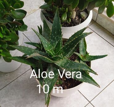 Buket güllər: Sukulənlər – müxtəlif növlər birbaşa qabda - Qab 1: Eyni qabda iki — 5