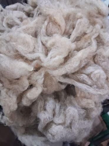 deve yunu yorgan: Məhsul: Təbii qoyun yunu (yıxılmış, liflər halında) Təsvir: - Açıq — 2