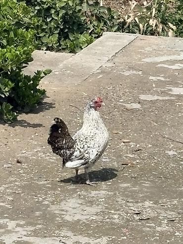 firəng toyuğu: Toyuq, Damazlıq — 3