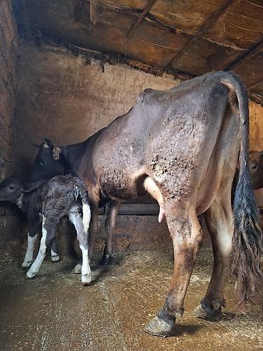 Другие с/х животные: 16 litir süd verir 4 qarına doğub 20 gündü doğub balası dişdi — 3