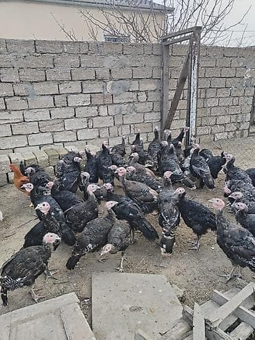 Gəmiricilər: Hinduşka sürüsü – yerli təsərrüfatda bəslənmiş. Hər çəkidə var bir — 5