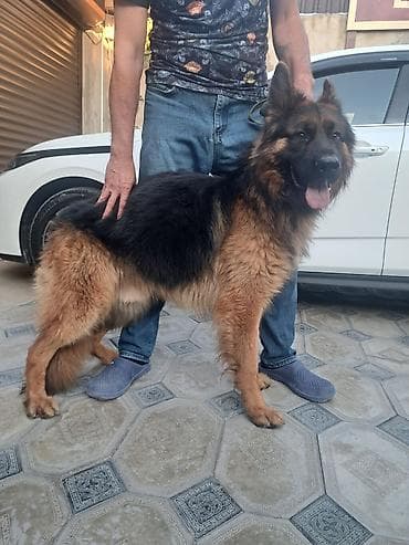 sosis it: Alman çoban iti, 1 il, Erkek, Peyvəndli — 6