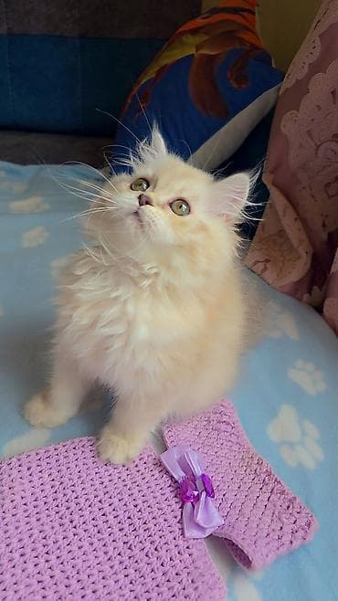 heyvanlar pişik: Britan, Dişi, Yaxşı əllərə, Ünvandan götürmə — 9