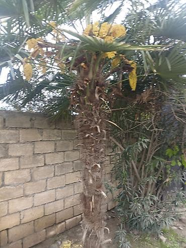 Trachycarpus fortunei (yelpənək xurması) – həyət və bağ üçün dekorativ