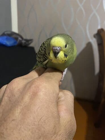 UAZ: Valnis balaları satılır ətraflı məlumat üçün vasapa yazın Birdəki — 5