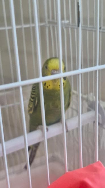 Птицы: Papuqay qəfəs ilə birliktə satılır Təsvir: - Rəng: yaşıl bədən, sarı — 1