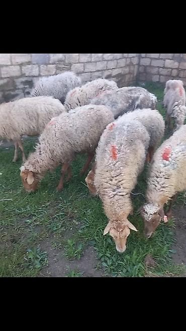 cins qoyun: Salam 9dene bogaz qoyun — 2