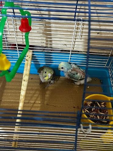 TECILI SATILIR 12m qefesle su qabiyla birge pul lazimdi deye satilir