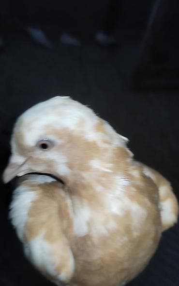 Buda hemçının sarı çalka mayadı hazır cavandı qusdarın ekseryetı demek