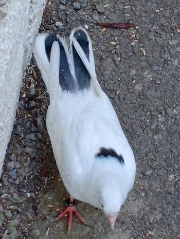 Quşlar: Goyercinler ciiii balalar.ucuwlarina oynagkarina cvbdehem nomrede — 4
