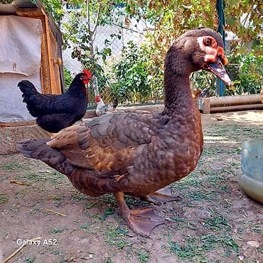 Orginal Təmiz qan Krasnador Erkəyi 6 Aylıqdı Tam Sağlam ideal erkəydi