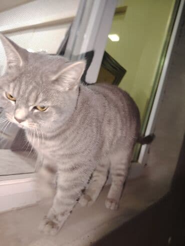 böyüməyən pişik: British Shorthair satilir — 5