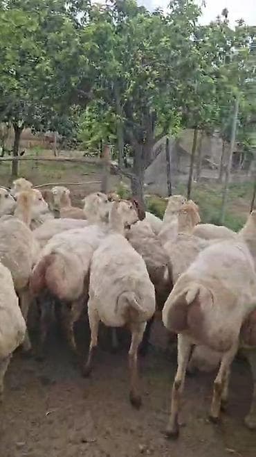 qoyun satşı: Dişi, il: 1, Pulsuz çatdırılma — 7