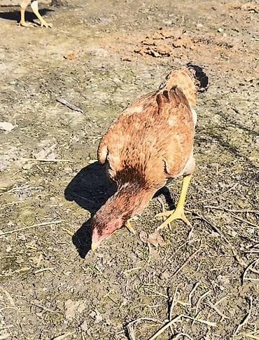 dovşan satılır: Cins: heyratı fersi (qəhvəyi ləkəli rəng) Növ: Dişi Təyinat: Yumurta — 3