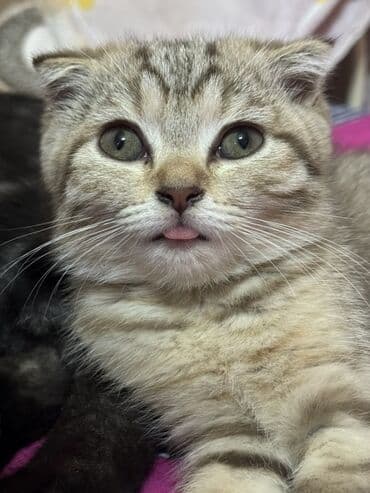 Şotland yastı qulaq, Dişi, Yaxşı əllərə, Ünvandan götürmə, Ödənişli çatdırılma lalafo.az -da Şotland yastı qulaq, Dişi, Yaxşı əllərə, Ünvandan götürmə, Ödənişli çatdırılma