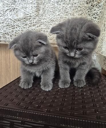 pisi: Şotland — 4