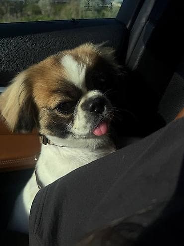 ucuz ev iti: Pekines, 6 ay, Erkek — 1
