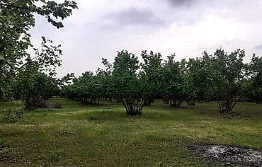 07 sekilleri peredok: Fındıq bağı – məhsuldar, baxımlı sahə - Mədəni fındıq kolları — 3