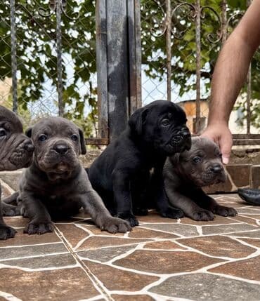 кане корсо цена: Kane-Korso — 17