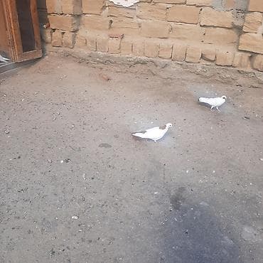 göyərcin: Qiymete gore narhat elmiyin sondu desde qirmiz quyruxdu seykadi xam — 3