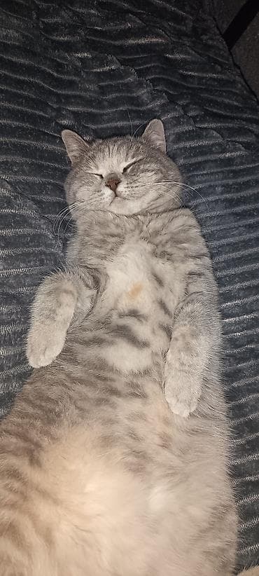 cins pişikler: Britan, Dişi, Yaxşı əllərə — 1