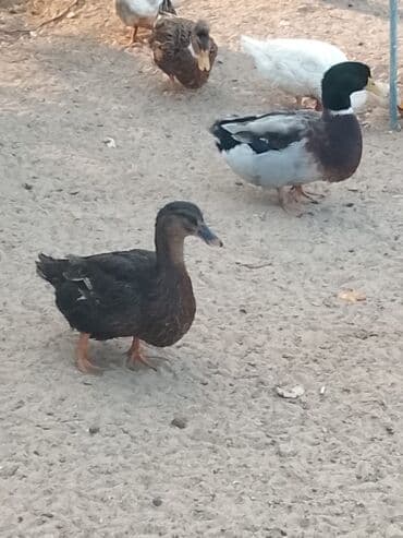 hinduşqa balası: Satılır: ördək sürüsü - Növlər və rənglər: ağ, qara, boz, qəhvəyi və — 10