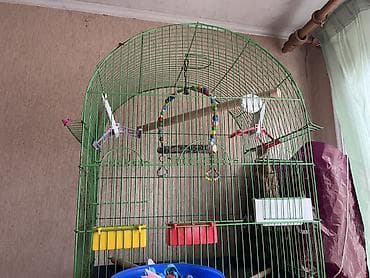 Quş qəfəsi – iri ölçülü, metal konstruksiyalı, yaşıl rəngdə