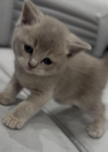 pişiy balası: Britan — 5