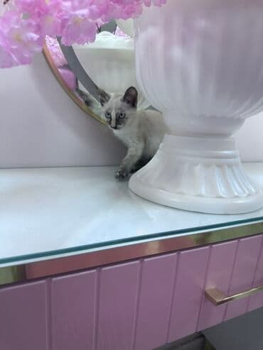 pişik cinsləri: Siam, Dişi, Yaxşı əllərə — 8