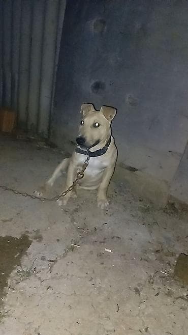 qara pitbull: Salam Pitbul terier və bull terier balası qarışıq bala satılır — 2
