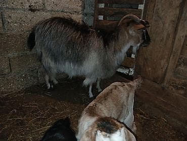 keçi dişi: Məhsul: Balalı keçi Təsvir: - Balalar mart ayının 17-si doğulub.1 — 2