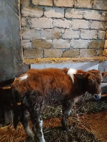 Simental tipli balaca buzov real aliciya endirm edecem hardasa 7 8 — 6