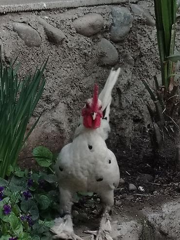 Gəmiricilər: Toyuq, Damazlıq — 2