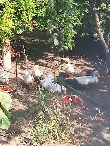 mandarin ordəyi: Ağ və qarışıq rəngli ev ördəkləri – təsərrüfat üçün sürü şəklində — 3