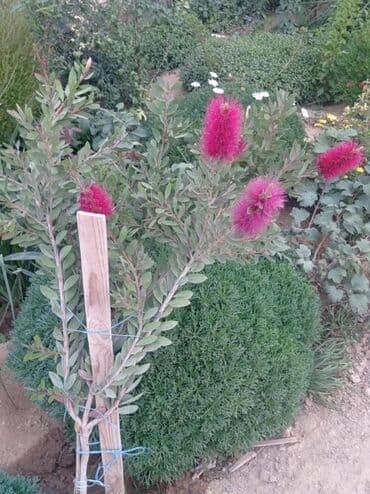 gul toxumlari: Həyət gülleri. 90növ çesid var! — 3