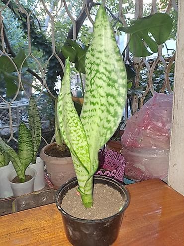 kalanxoe bitkisi: Sansevieria “Laurentii/Silver” (ilan bitkisi) – dekorativ otaq bitkisi — 3