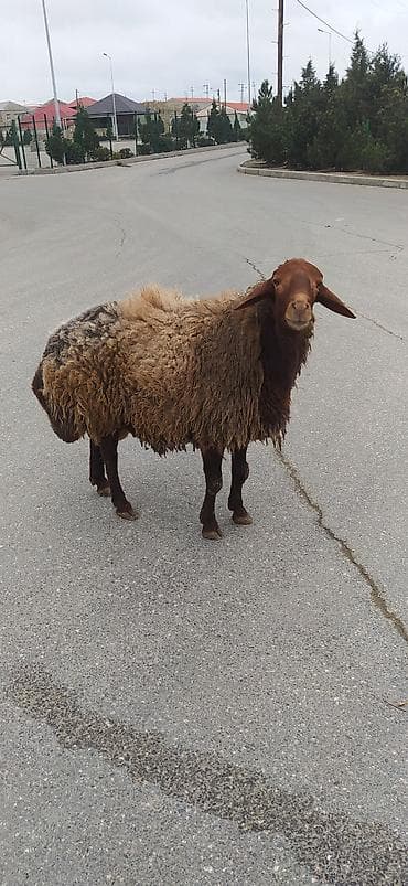 Qala cinsi Erkek 2 yaş 4 ayliqdi qizgin erkekdi sürmeyi süperdi
