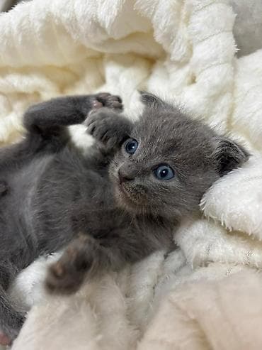 yastı qulaq: Şotland yastı qulaq — 3